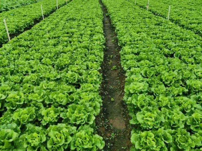 【高品质】意大利生菜种子高纯度高芽率耐热耐寒耐湿半结球