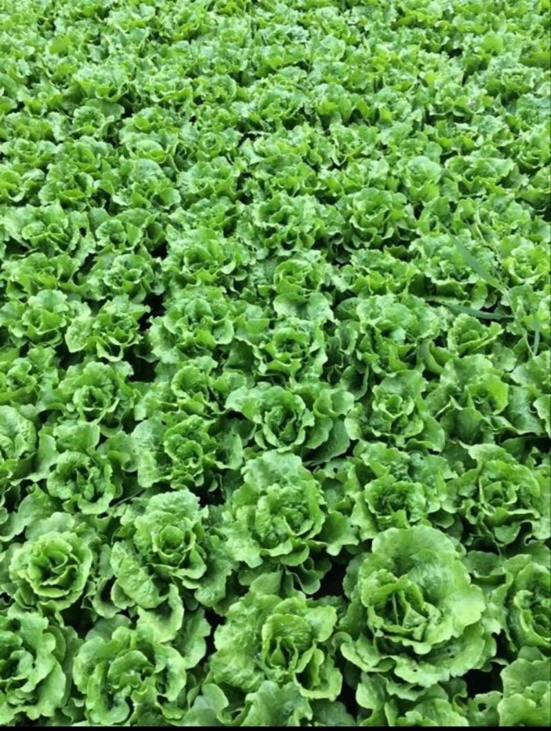 【高品质】意大利生菜种子高纯度高芽率耐热耐寒耐湿半结球