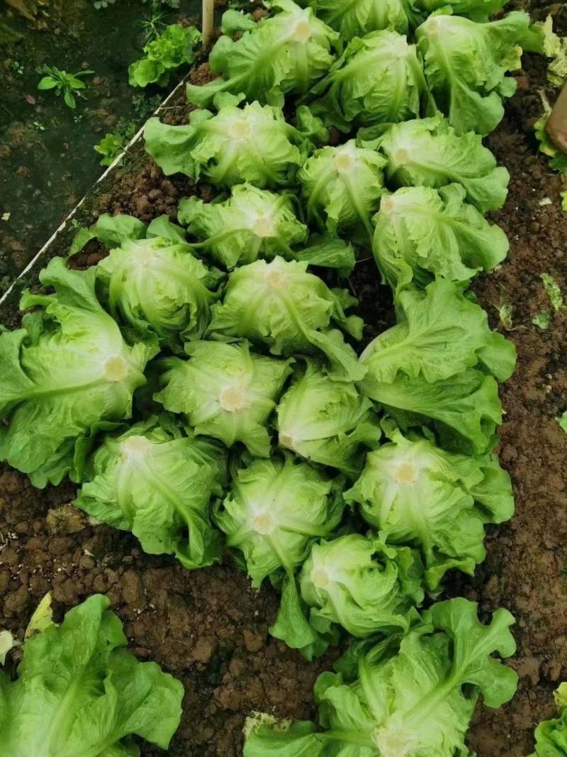 【高品质】意大利生菜种子高纯度高芽率耐热耐寒耐湿半结球