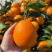 【优质商家】湖北纽荷尔脐橙新鲜上市味美多汁视频看货