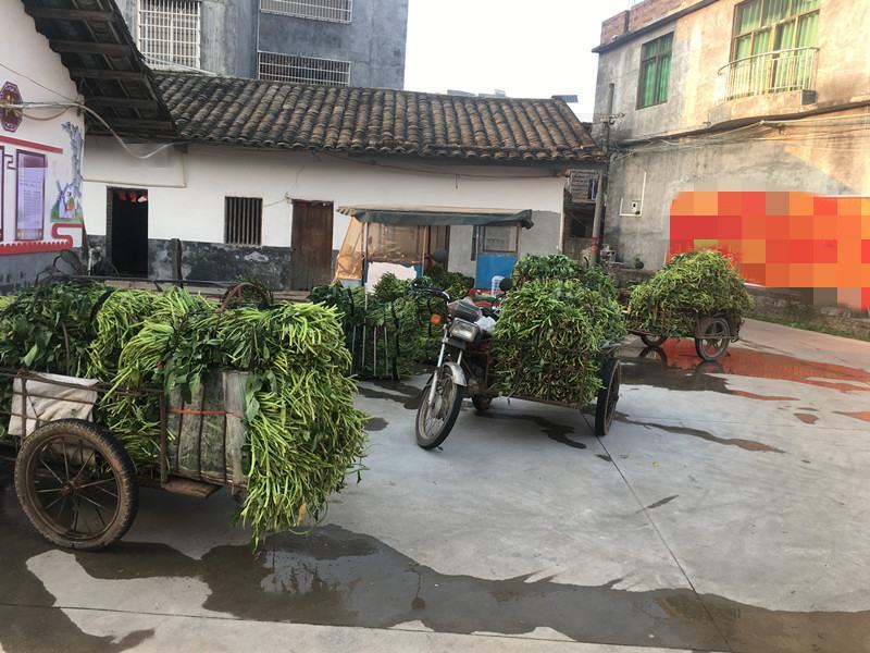 旱改水工地用正宗博白水空心苗大量有苗