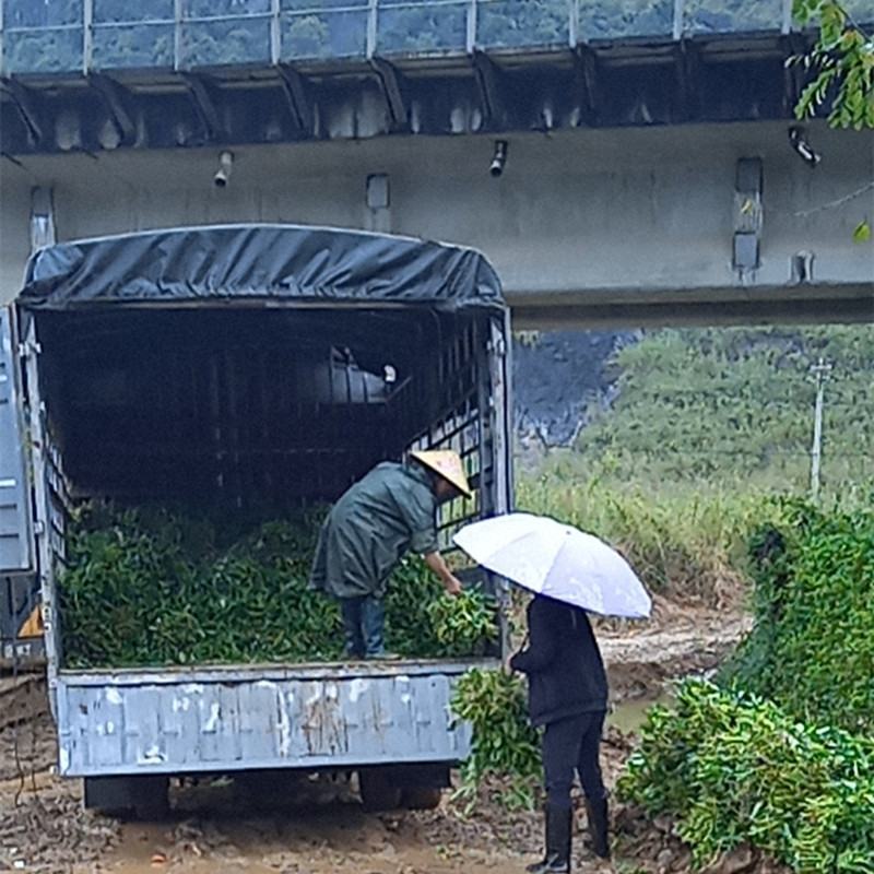 旱改水工地用正宗博白水空心苗大量有苗