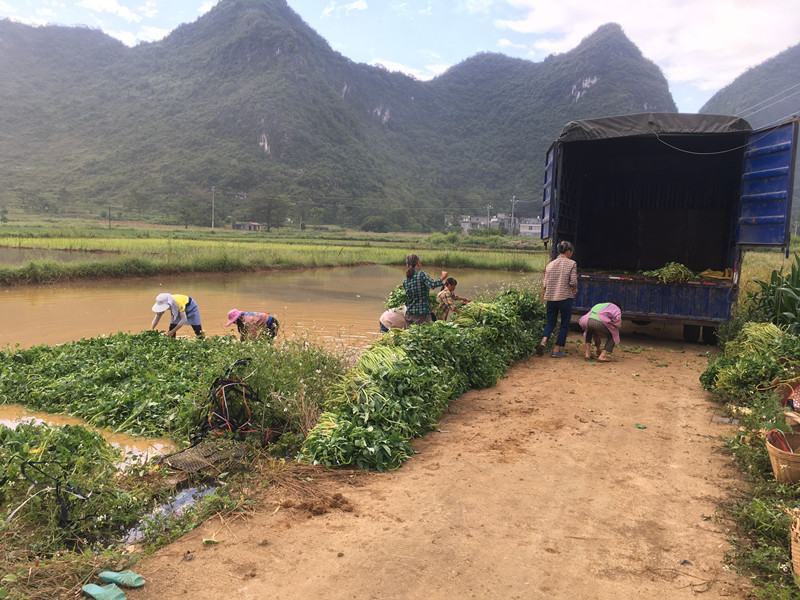 旱改水工地用正宗博白水空心苗大量有苗