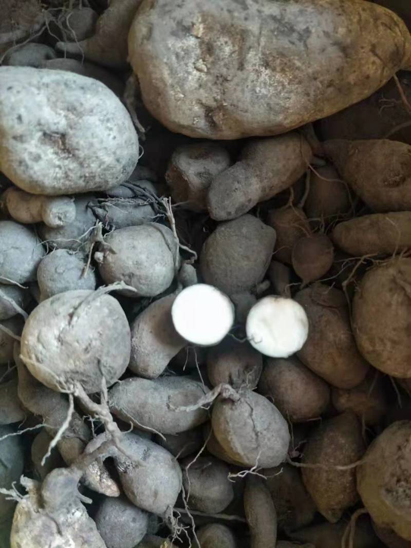 三叶青产地一手货源统货欢迎选购