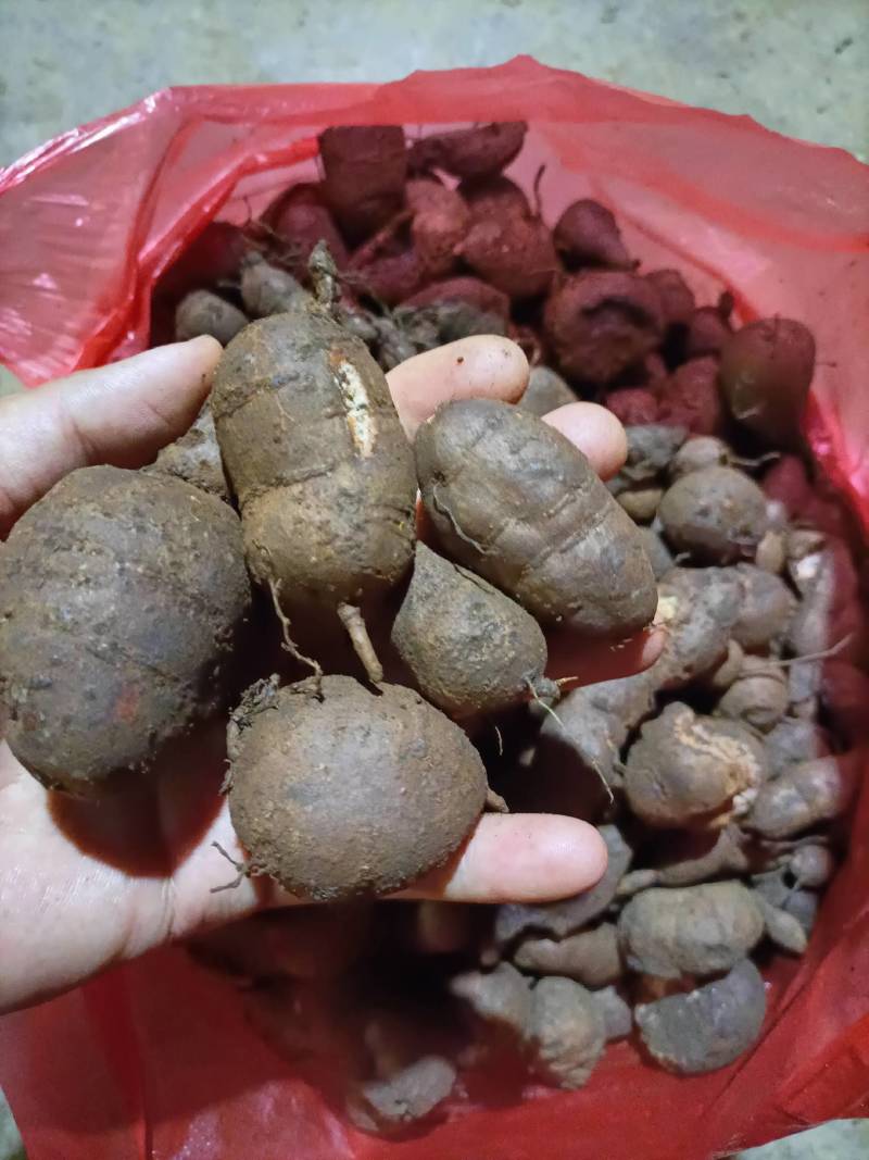 三叶青产地一手货源统货欢迎选购