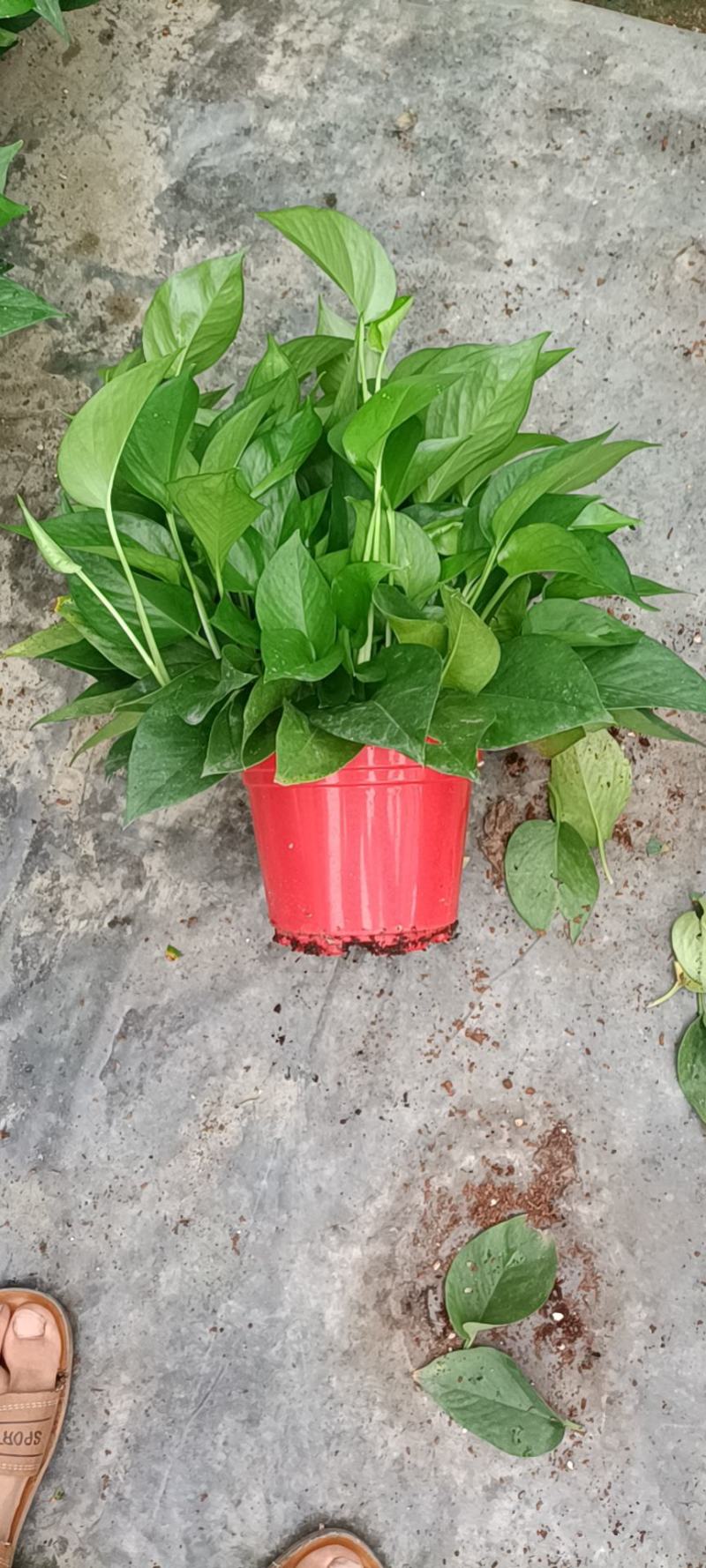 精品绿萝除甲醛净化空气室内植物水培花卉绿植绿箩新房家用