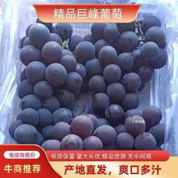 【高品质】北镇巨峰葡萄精品白盒质量保障欢迎来电洽谈！
