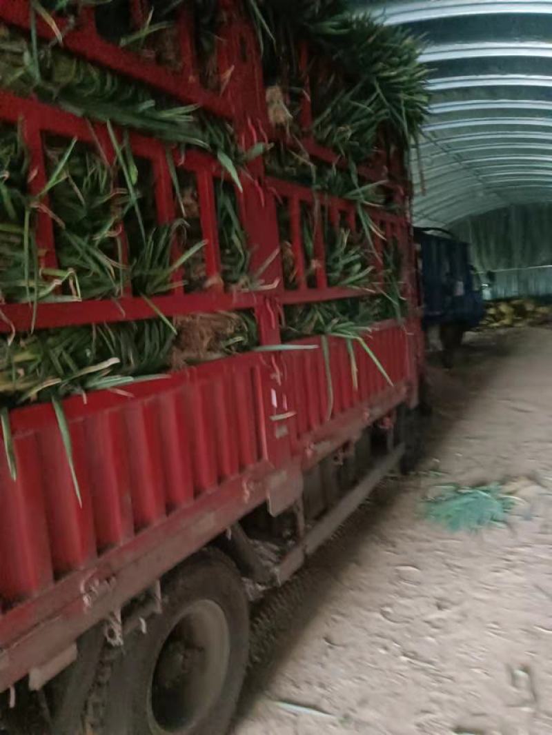 自家一手货源价格低千亩面积全国能发无病害无黑点装货快运输
