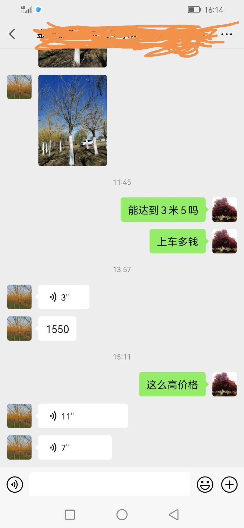 五角枫