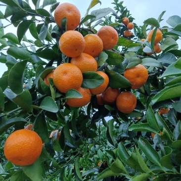 沙糖桔