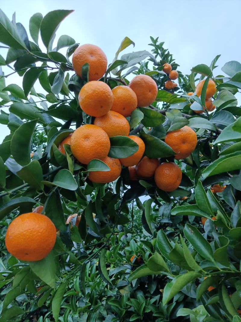 沙糖桔