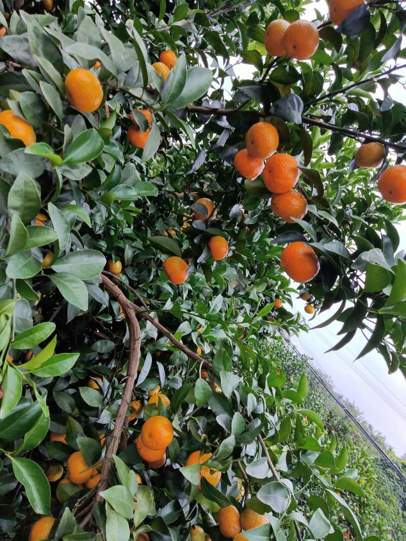 沙糖桔