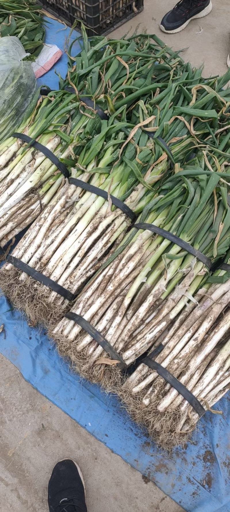 周口淮阳千亩大葱大量上市自家一手货源价格可谈毛葱净葱价低