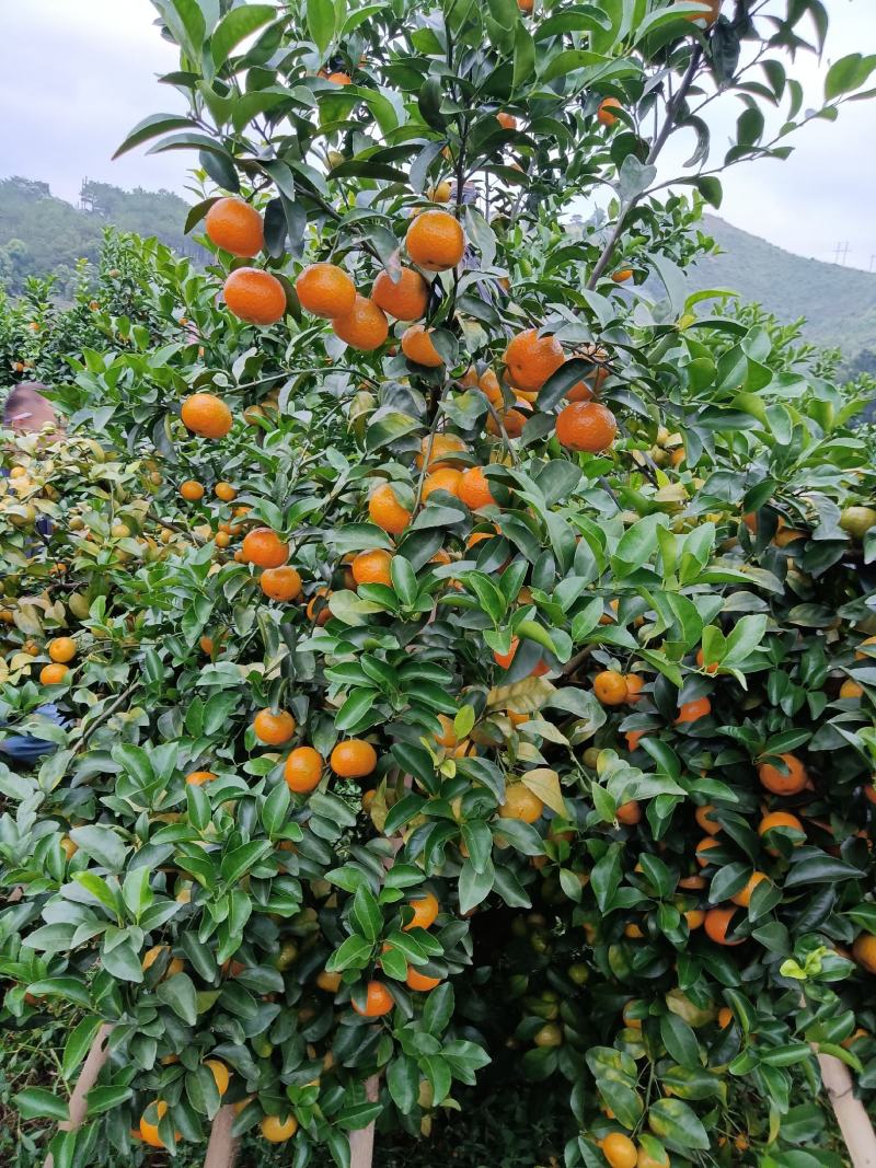 沙糖桔