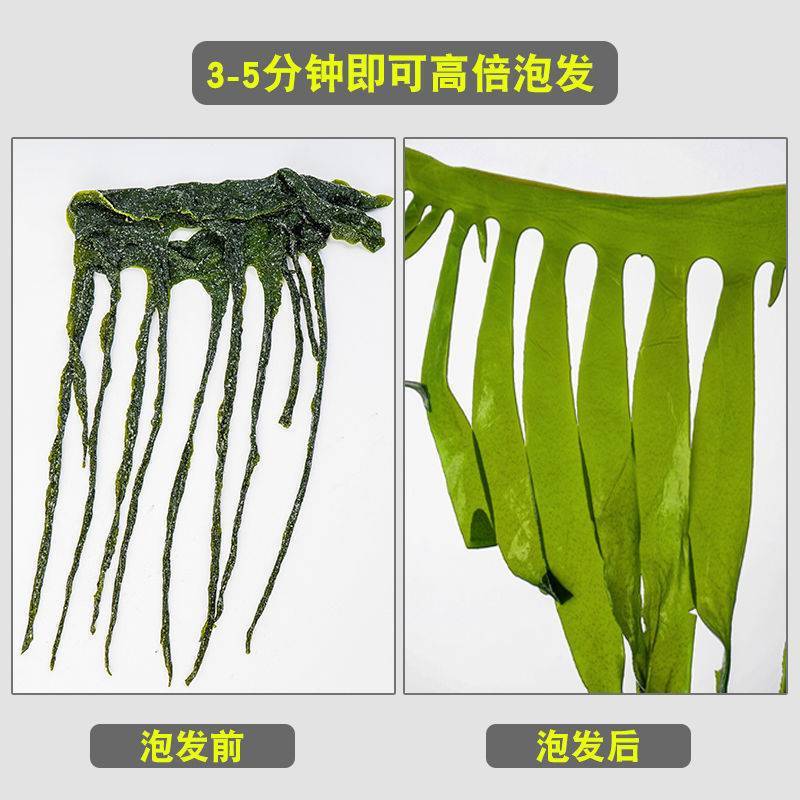 海带苗产地直发，货源充足，诚信经营，一手货源