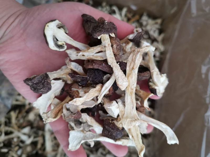 大球盖菇基地直供