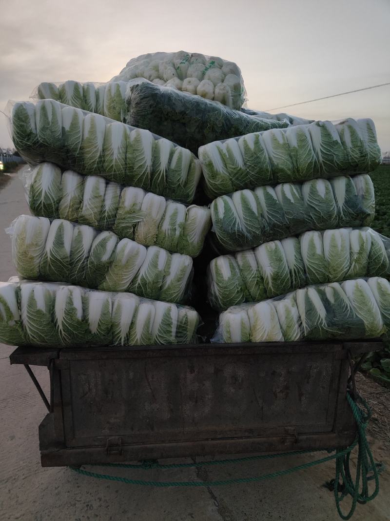 精品娃娃菜，质量保证，大量供应全国市场……