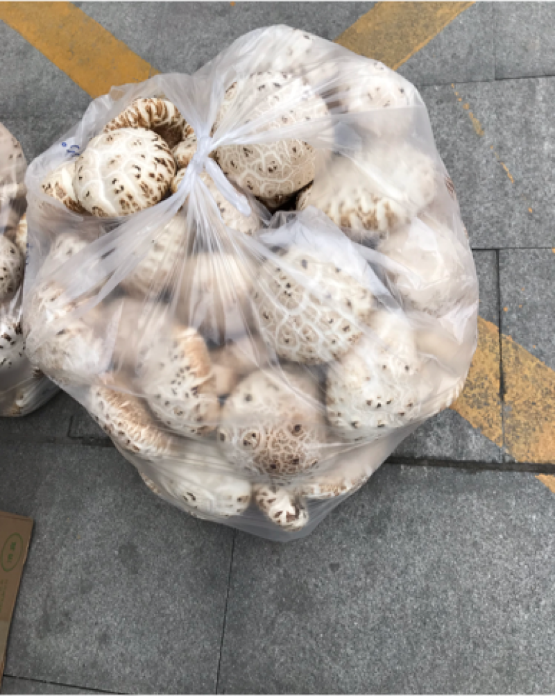 花菇
