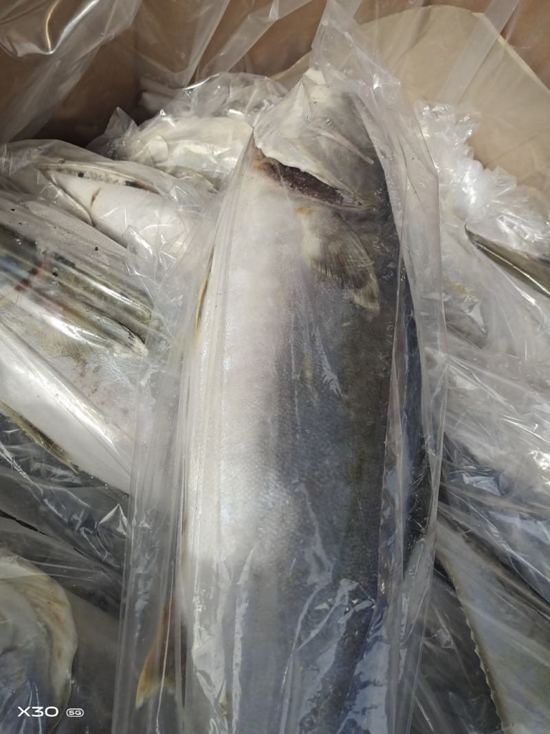 船冻黄金鲅鱼！鲜冻品从7斤到20斤左都有一手货源量大从优