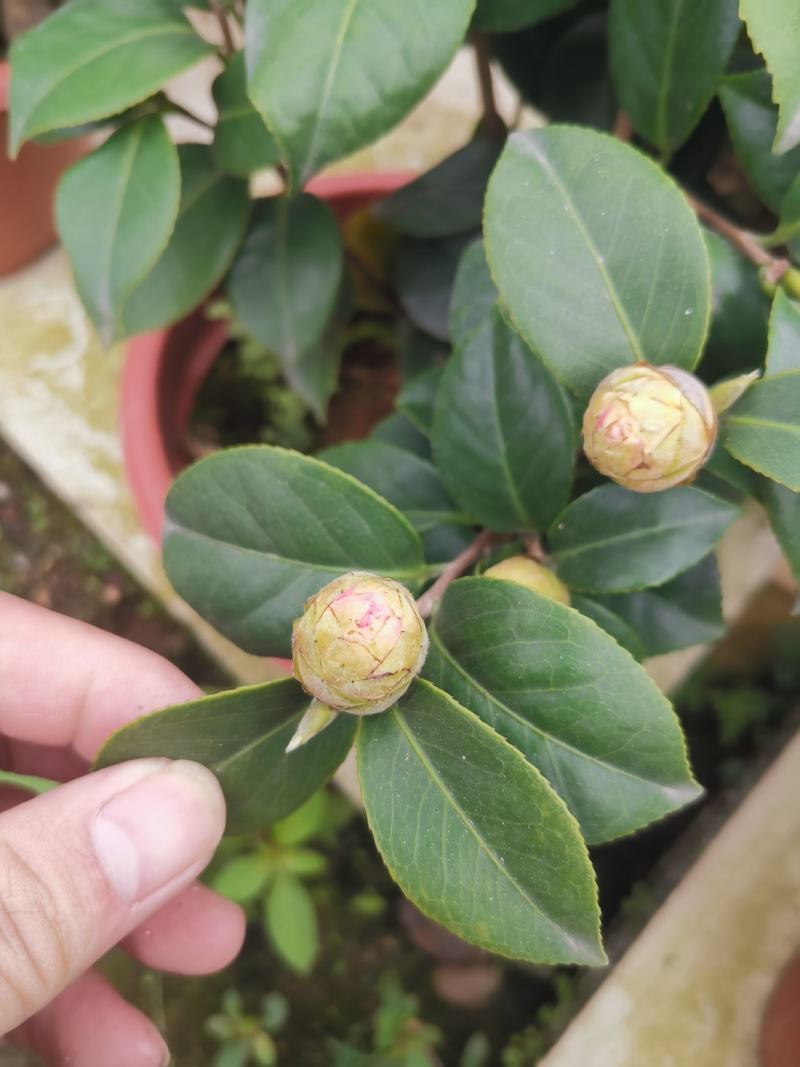 十八学士茶花盆栽苗白底青芽血丝带花苞一花多色山茶名贵庭院