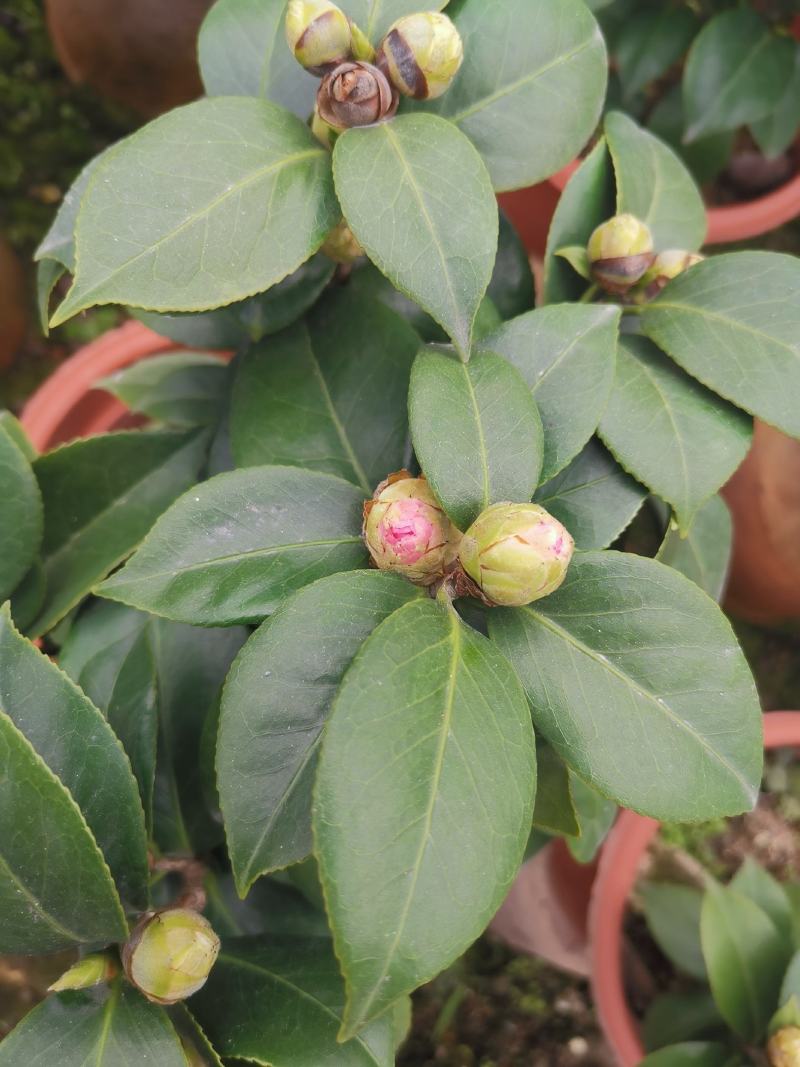 十八学士茶花盆栽苗白底青芽血丝带花苞一花多色山茶名贵庭院