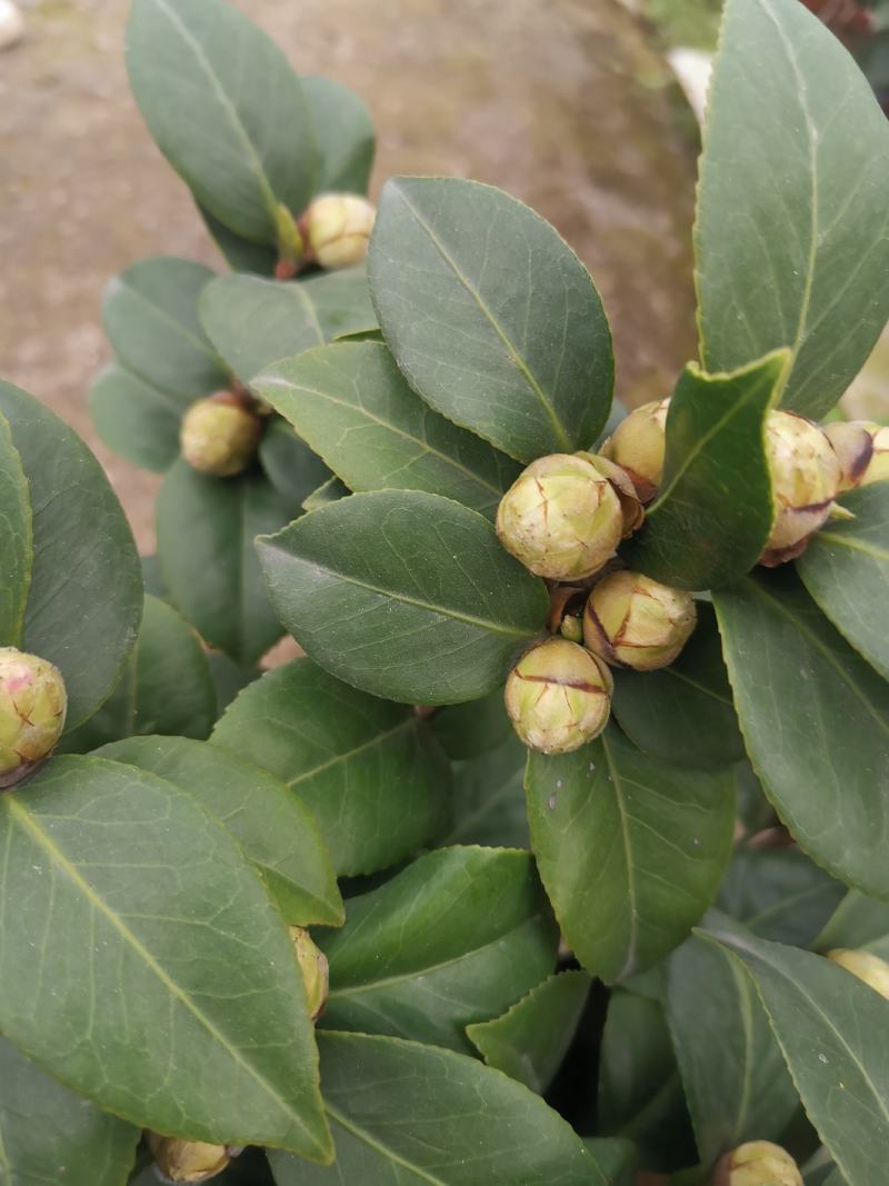 十八学士茶花盆栽苗白底青芽血丝带花苞一花多色山茶名贵庭院