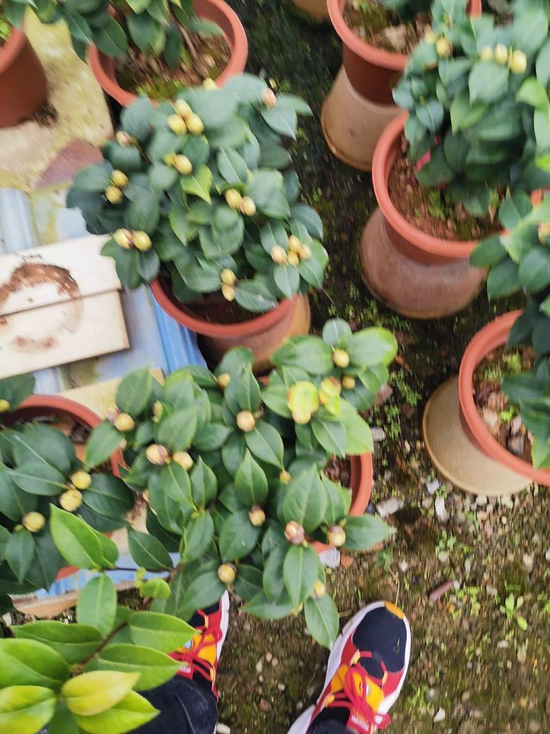十八学士茶花盆栽苗白底青芽血丝带花苞一花多色山茶名贵庭院