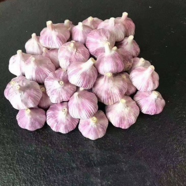 蒜米红大蒜，个头大，皮包亮。电商供应。物流发往全国各地。