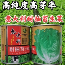 耐抽苔意大利生菜种子耐湿耐热耐寒高纯度，颗型美观四季