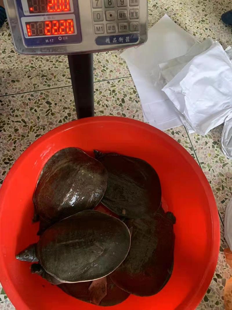 广东揭阳生态自养甲鱼规格齐全百斤起批市价不定欢迎咨询