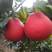泰国三红柚泰国暹罗红柚苗品种保证苗圃基地发货