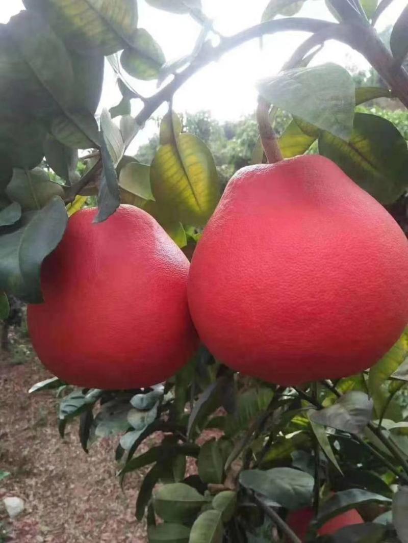 泰国三红柚泰国暹罗红柚苗品种保证苗圃基地发货