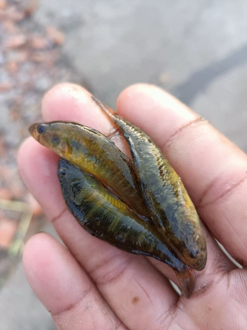 优质山坑鱼小黄鱼基地直发，一手货源，价格合理欢迎来电