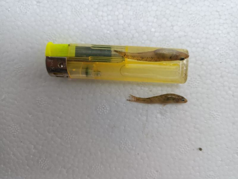优质山坑鱼小黄鱼基地直发，一手货源，价格合理欢迎来电