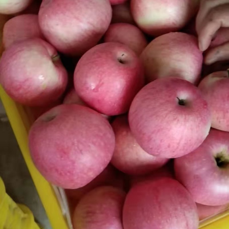 【秦冠苹果】精品苹果规格齐全质量保证产地发货