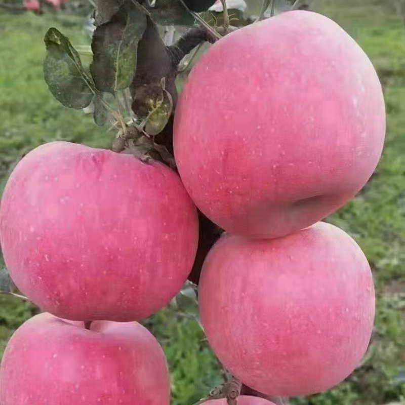 【秦冠苹果】精品苹果规格齐全质量保证产地发货