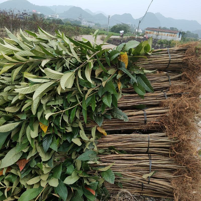 场地供应枇杷苗枇杷籽播小苗，可嫁接实生粘木苗