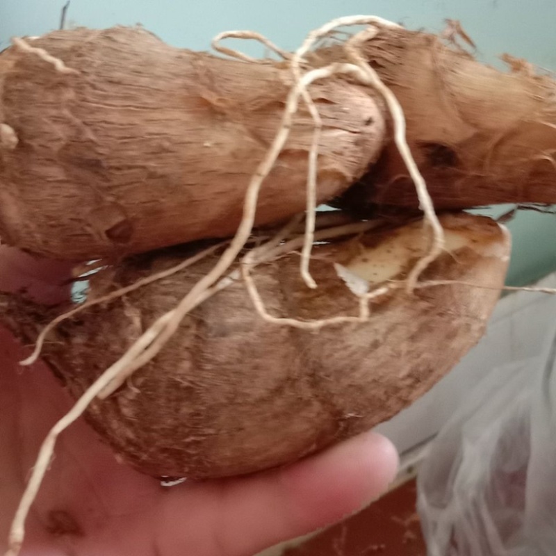 贵州六盘水芋头-量大从优。