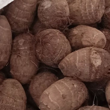 贵州六盘水芋头-量大从优。