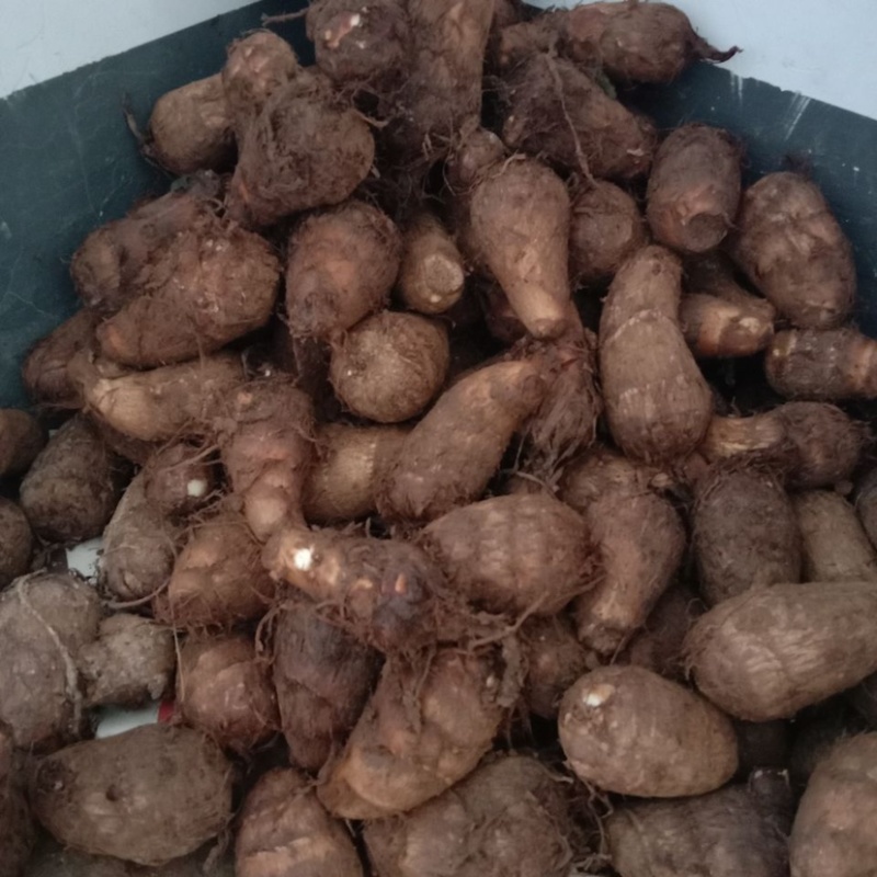贵州六盘水芋头-量大从优。