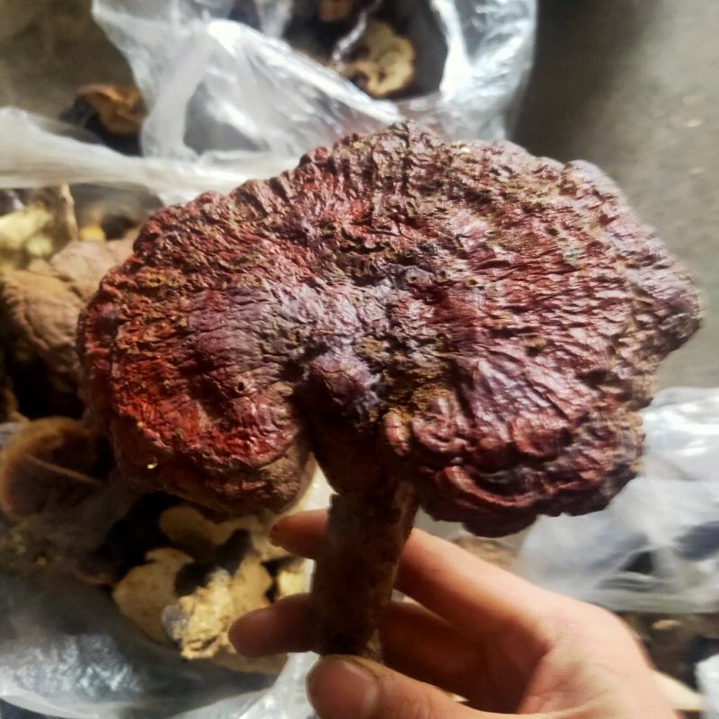 野生黑灵芝