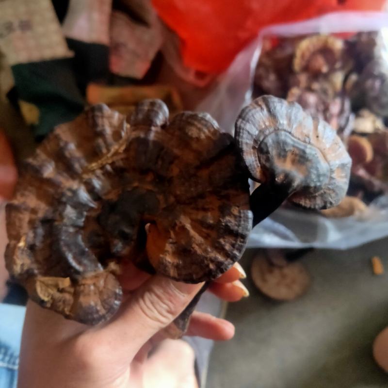 野生黑灵芝