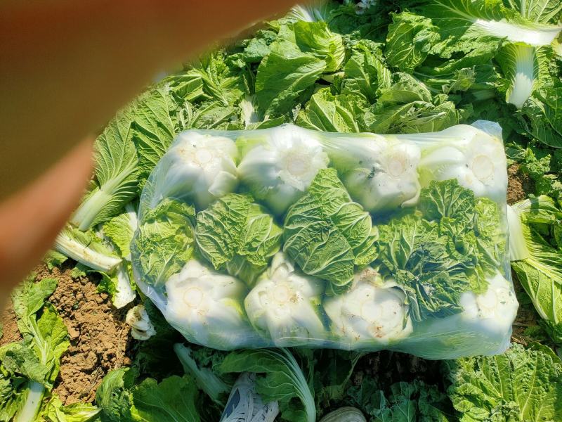 青杂三号白菜，八到九成成熟度，正是走市场，进冷库的最佳时