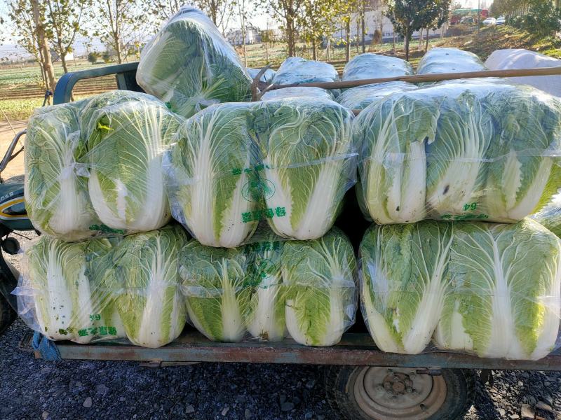 青杂三号白菜，八到九成成熟度，正是走市场，进冷库的最佳时