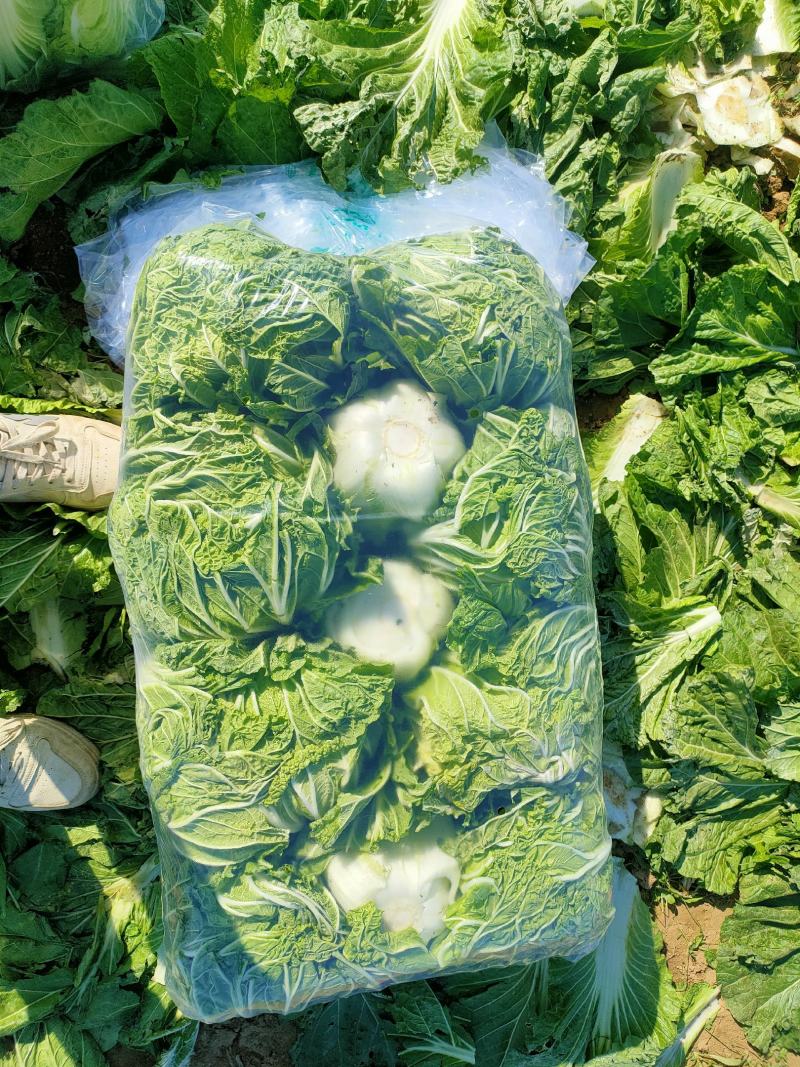 青杂三号白菜，八到九成成熟度，正是走市场，进冷库的最佳时