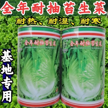 全年耐抽苔生菜种子半结球耐湿耐热耐寒春夏秋冬季播种