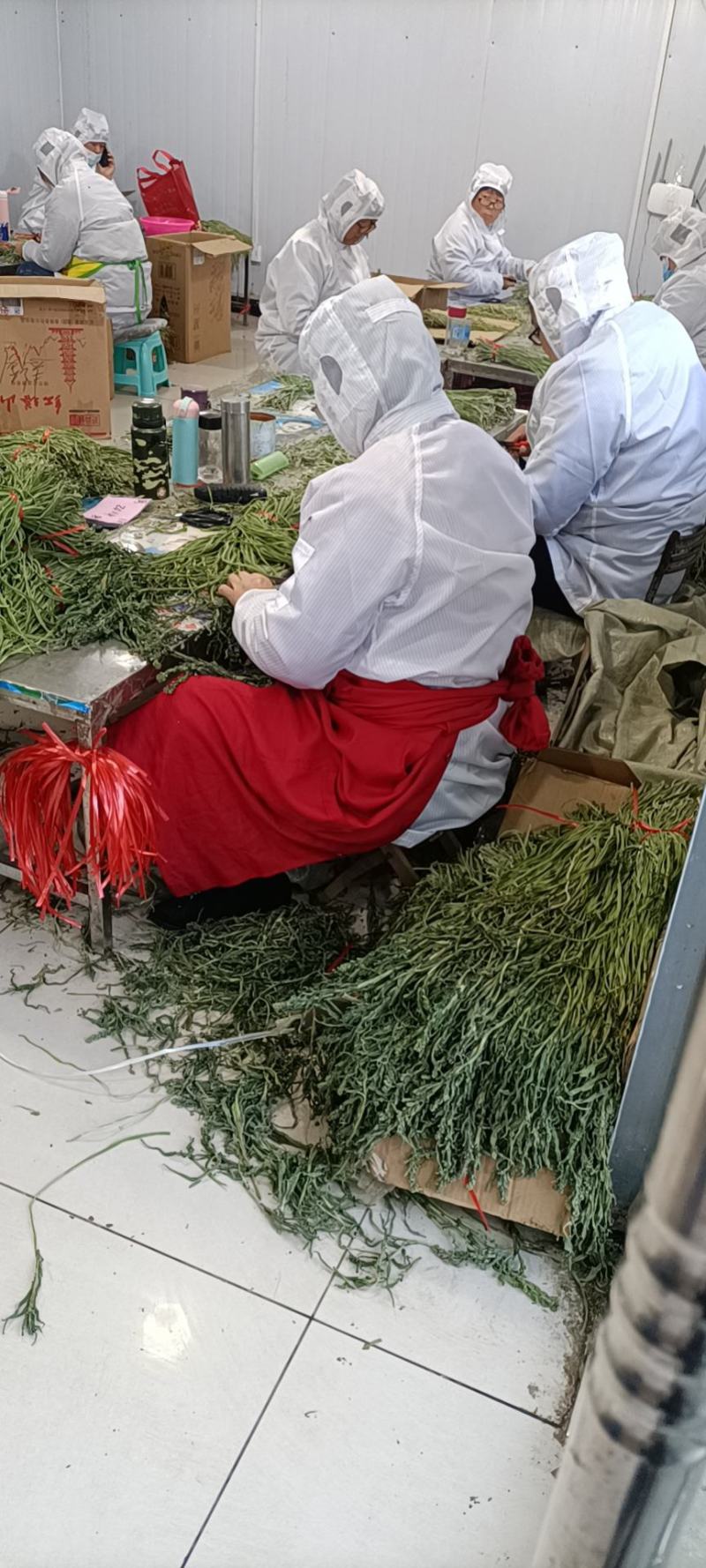 【精品】安徽特产贡菜全国接单视频看货量大优惠，全国接单