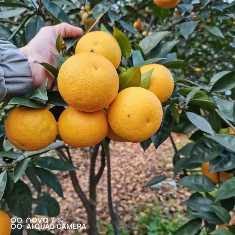 桂林灵川蜜香橙代办批发，纯甜，化渣，带点香味