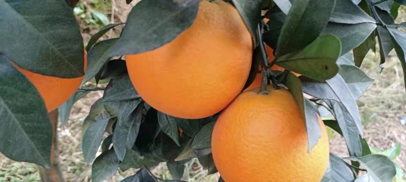 桂林灵川蜜香橙代办批发，纯甜，化渣，带点香味