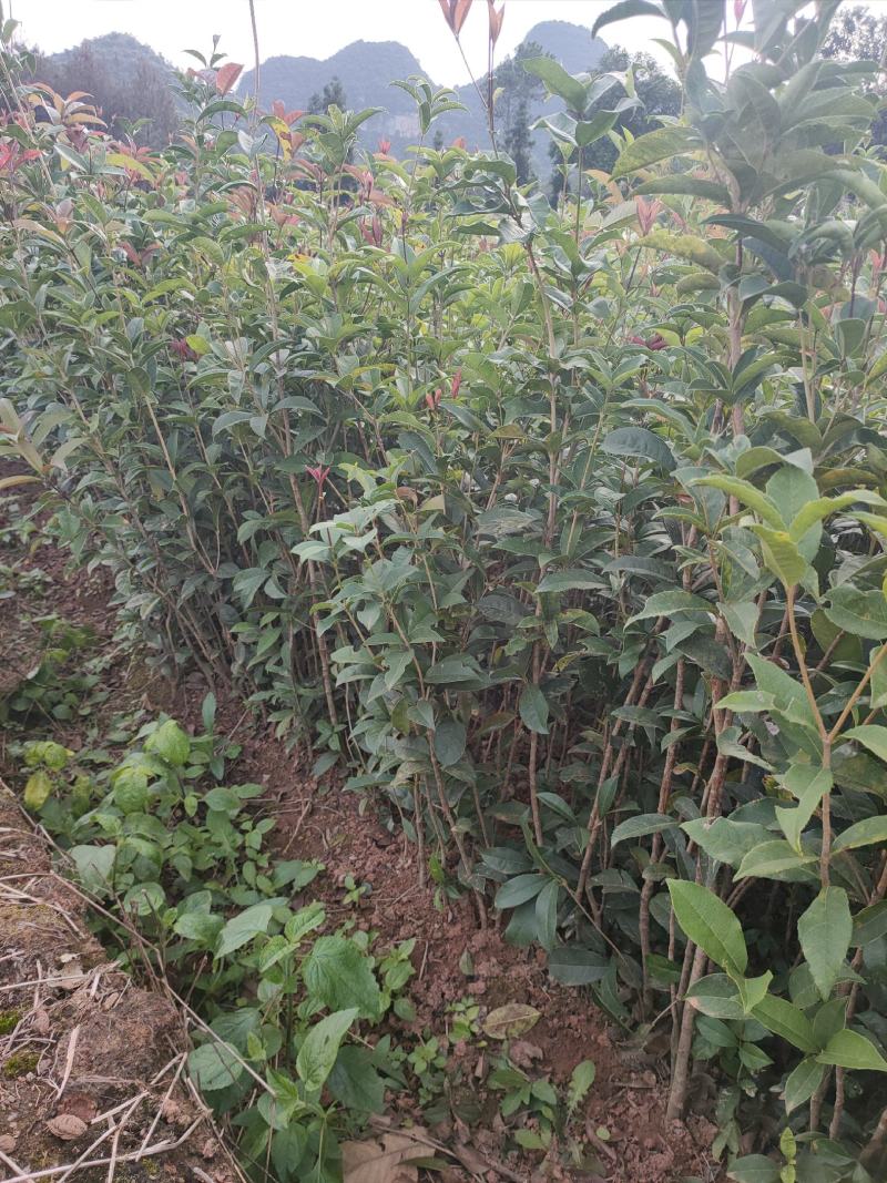 桂花苗，八月桂，金桂桂花树苗，占地神器，成活率高